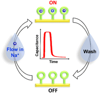 Referee between charged and preorganized receptors